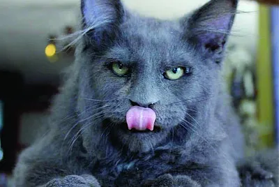 cat leon