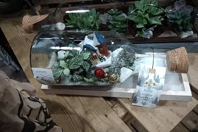 Plante dans une bouteille