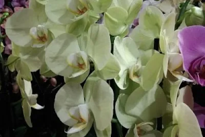 OrchidÃ©e