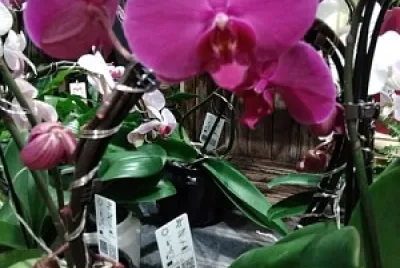 OrchidÃ©e a grande fleur