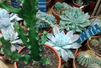Succulentes