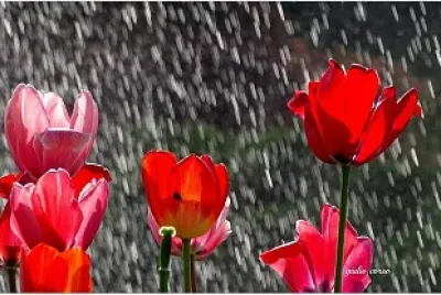 tulipani bagnati