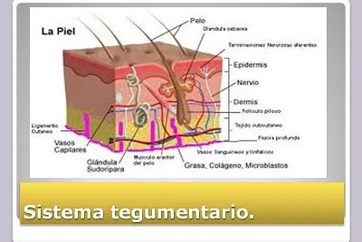 Sistema tegumentario