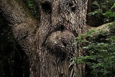 LO SPIRITO DEGLI ALBERI