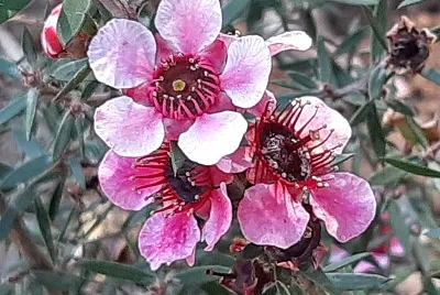 Fleurs jigsaw puzzle