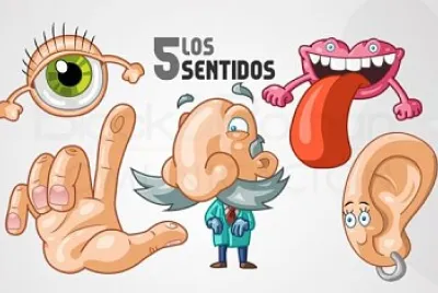 sentidos del cuerpo humano