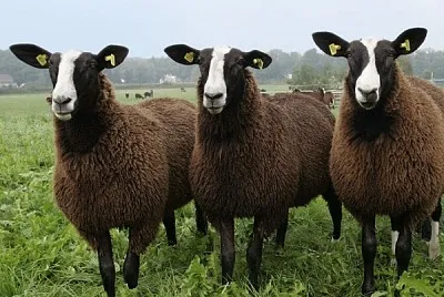 Zwarbles