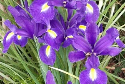 Iris jigsaw puzzle
