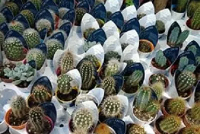 Petits cactus