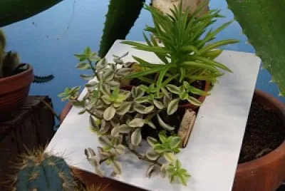 plante sur support blanc