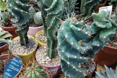 cactus