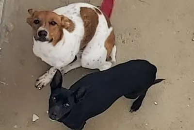 Dogs