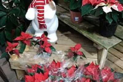 Plante rouge avec ours blanc jigsaw puzzle