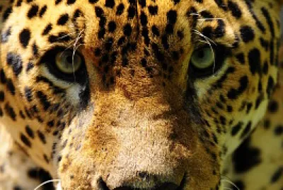 Jaguarete - Jaguar - Panthera onca