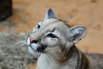 Puma - LeÃ³n Sudamericano