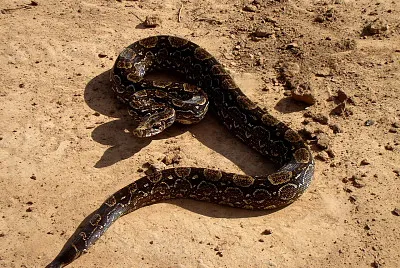 Boa Constrictor