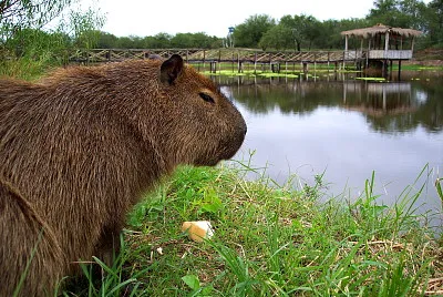Carpincho - Capibara o ChigÃ¼iro