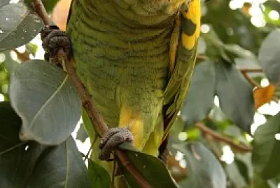 Loro Hablador - Amazona aestiva