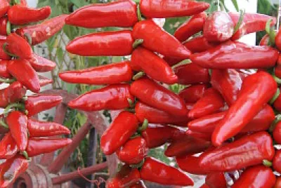 piments d 'Espelette