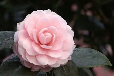 Flores