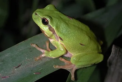 Common coqui jigsaw puzzle