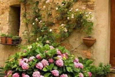flores