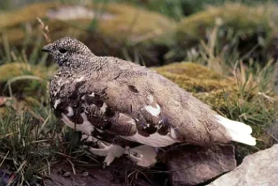 Pernice codabianca jigsaw puzzle