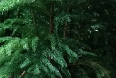 sapin dans un panier en osier