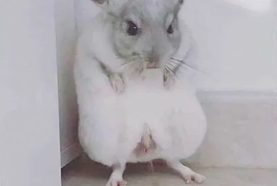 xixi