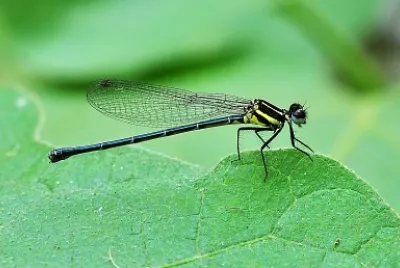 Onychargia atrocyana