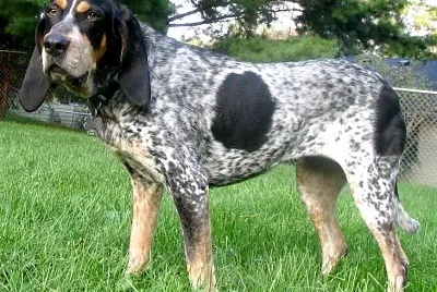 Bluetick coonhound