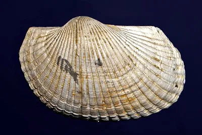 Anadara diluvii