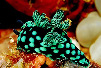 Nembrotha cristata