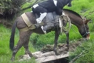 A lomo de mula