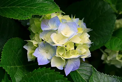 flor