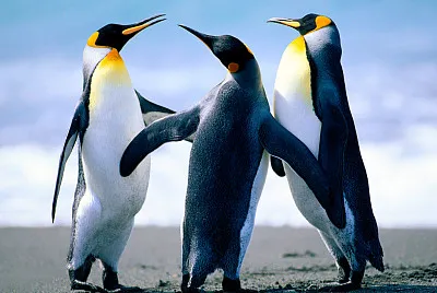 pinguinos