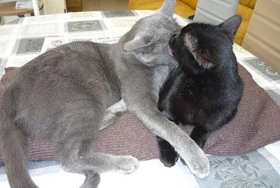 chats