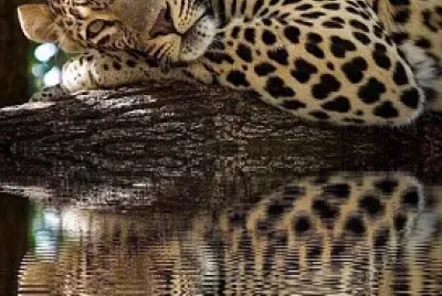 JAGUAR EN EL RIO