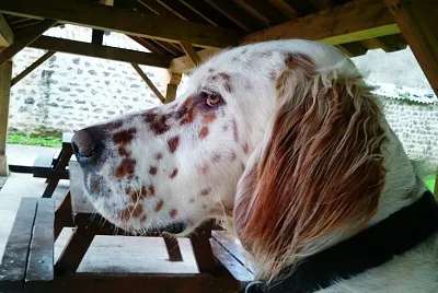 Setter Feliz un dÃ­a de otoÃ±o!