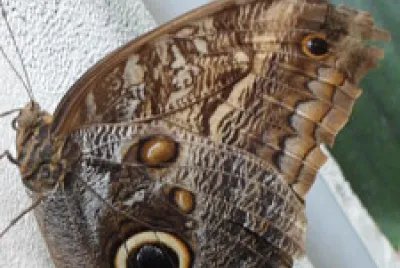 Sphinx
