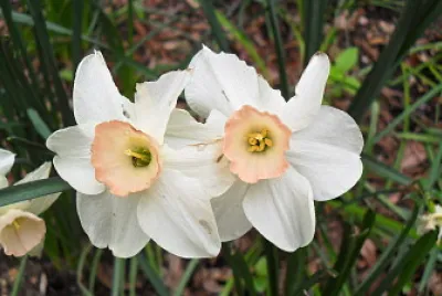 Jonquilles jigsaw puzzle