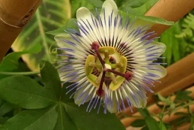 Passiflore jigsaw puzzle