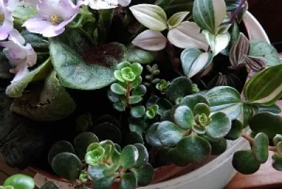 composition florale variÃ©e