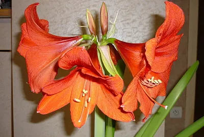 fleur