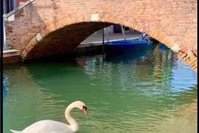 CISNES