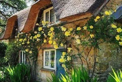 flores