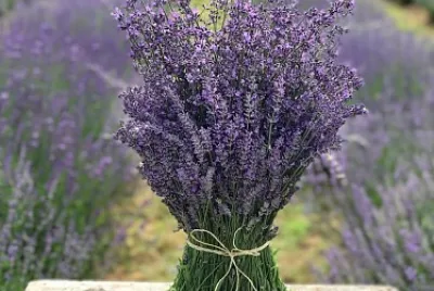 flores