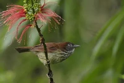 Macronus bornensis