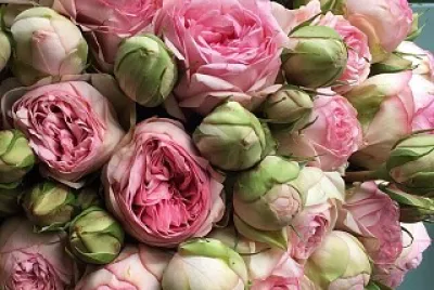 flores