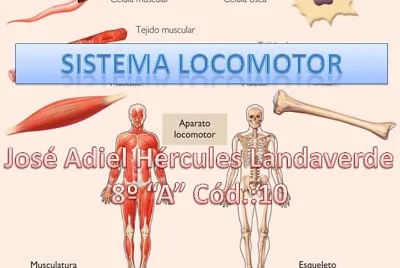 sistema locomotor